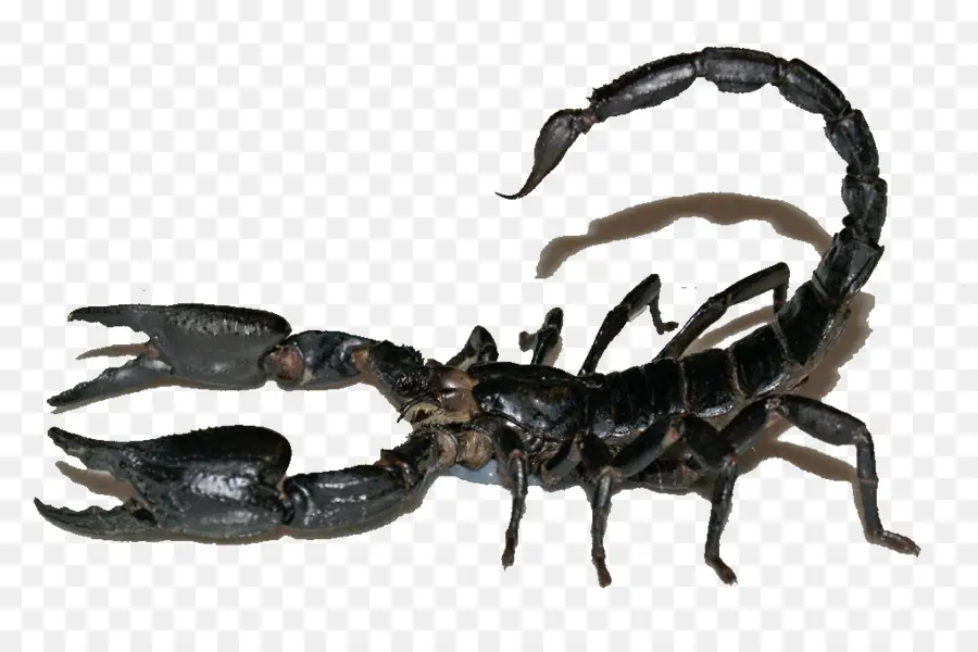Scorpion，Hétéromètre Spinifère PNG