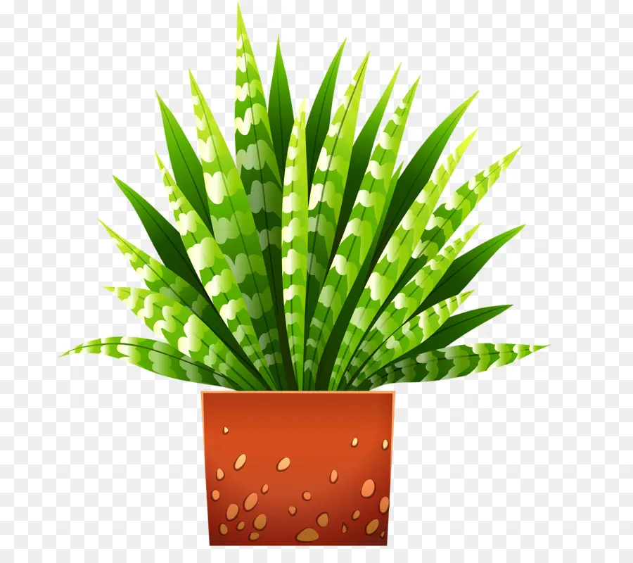 Plante Verte，Pot PNG