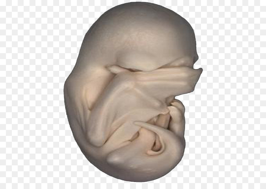 Embryon，Nez PNG