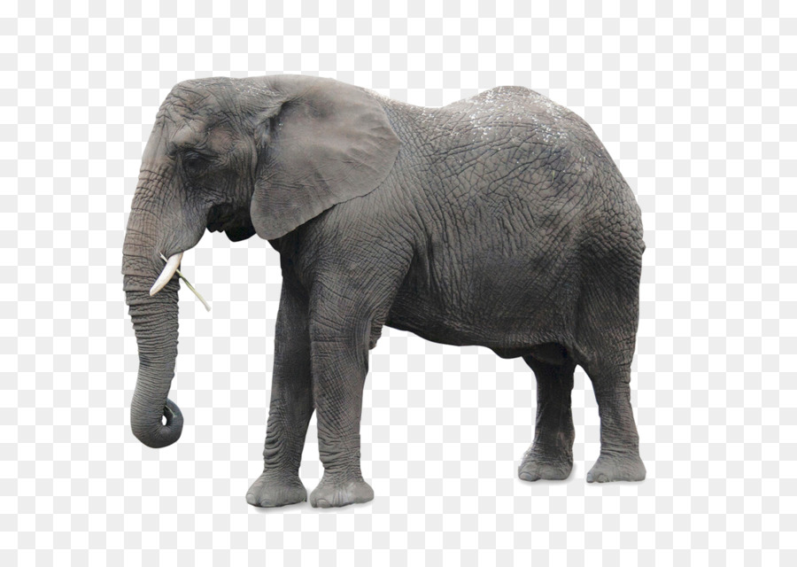 éléphant，Mammifère PNG