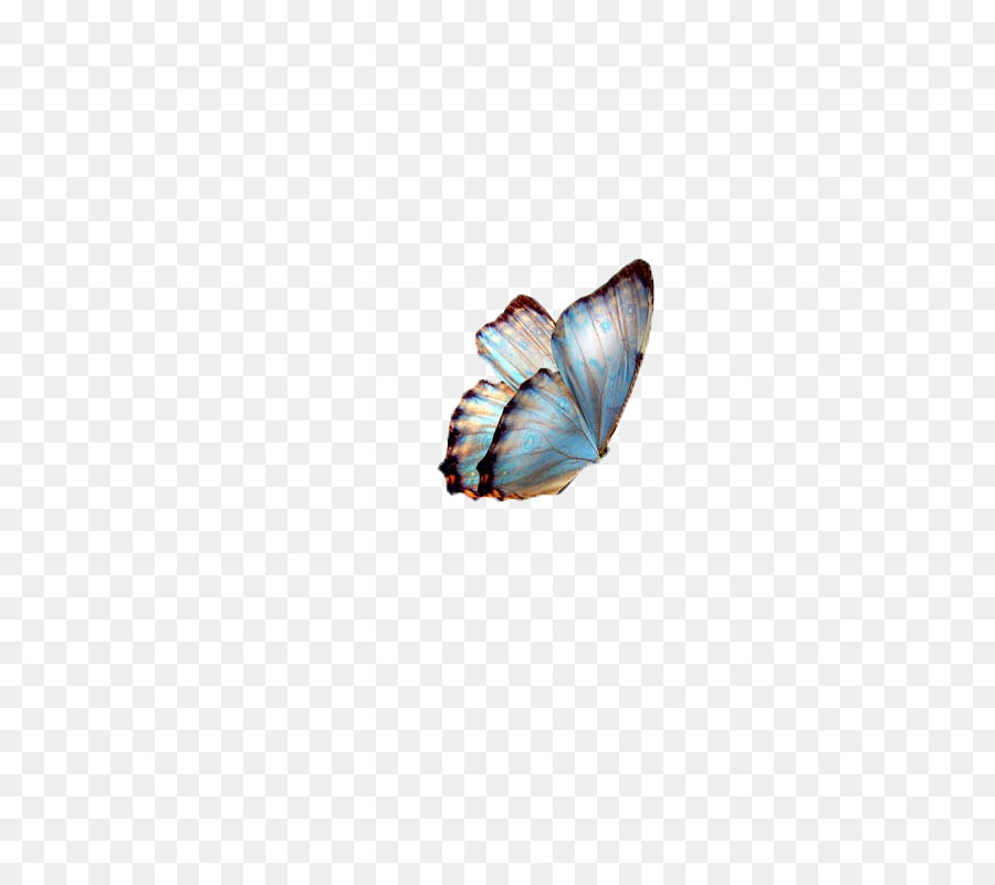 Papillon，La Peau PNG