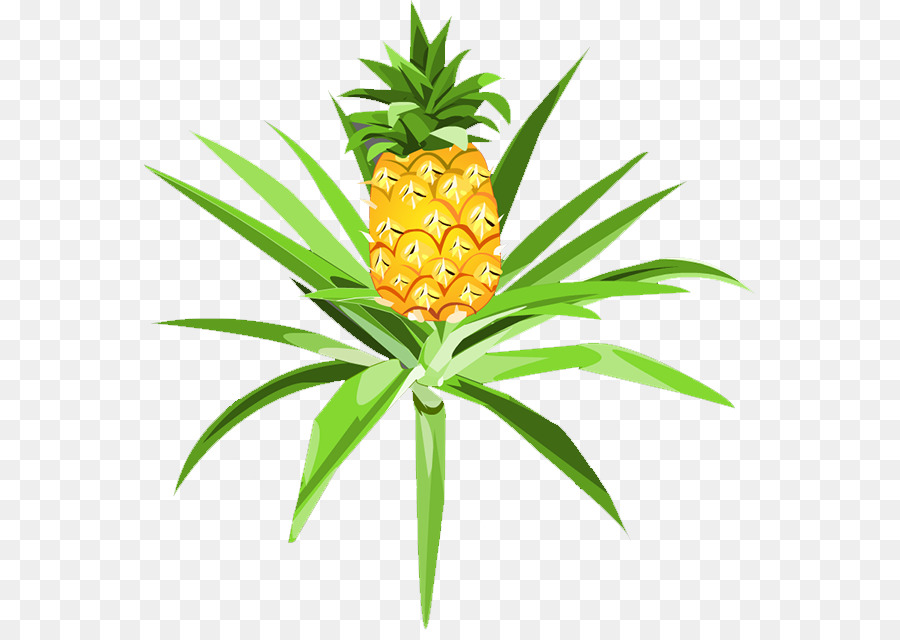 L Ananas，Pitaya PNG