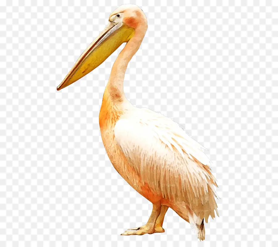 Oiseau，Pelican PNG