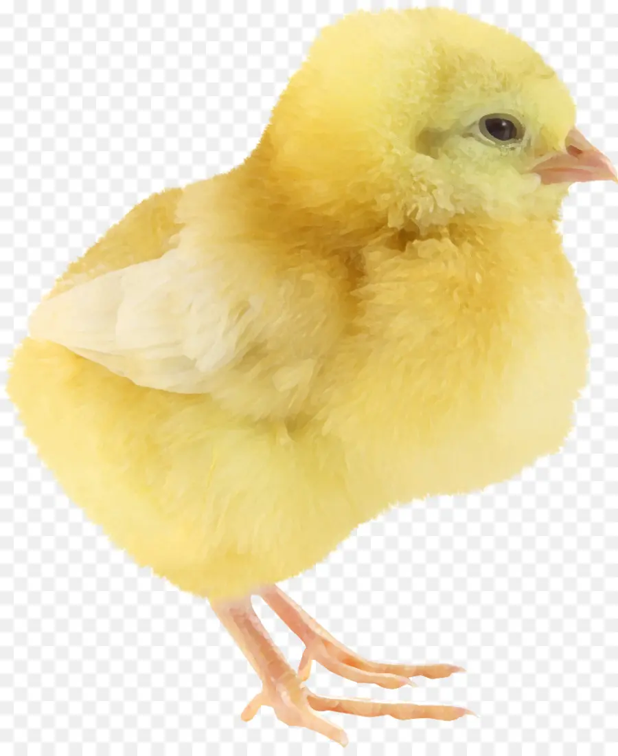 Poussin，Jaune PNG