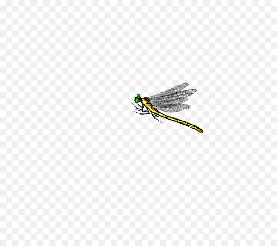 Libellule，Insecte PNG