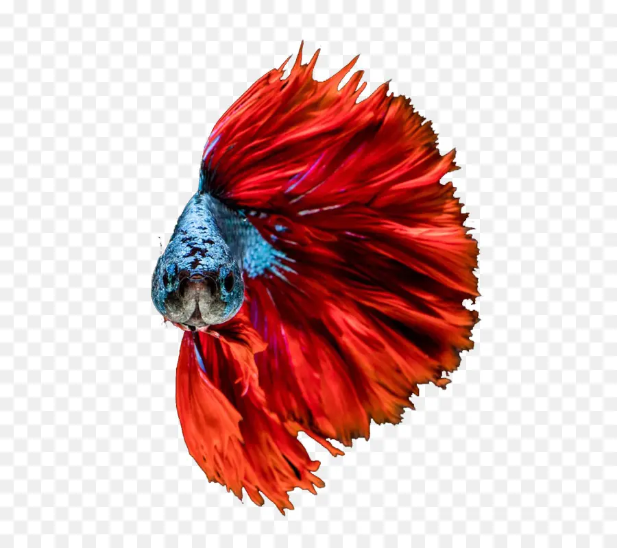 Poisson Betta Rouge，Aquarium PNG