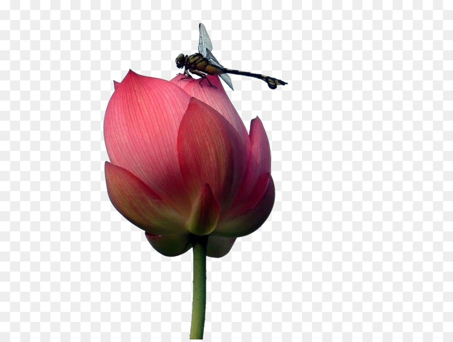 Fleur De Lotus，Libellule PNG