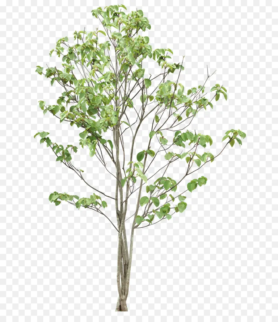 Arbre，Données PNG