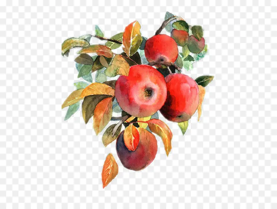 Pomme，Peinture à L Aquarelle PNG