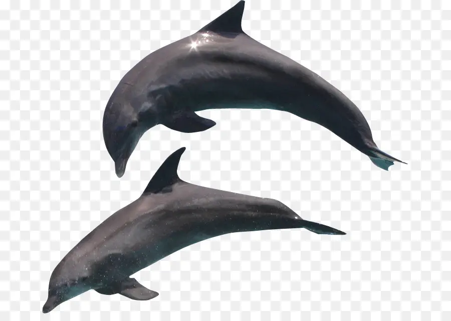 Dauphins，Marin PNG