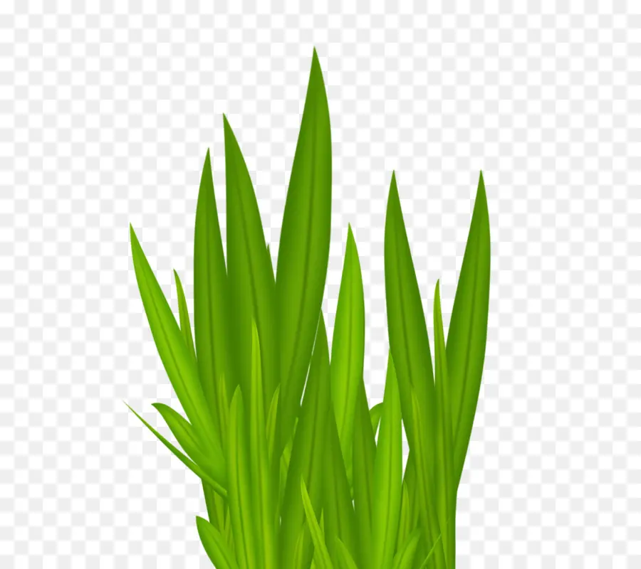 Herbe Verte，Plantes PNG