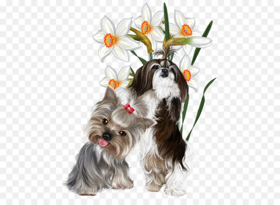 Le Yorkshire Terrier，Caniche PNG