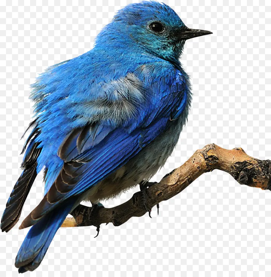 Oiseau，Oiseau Bleu Oriental PNG