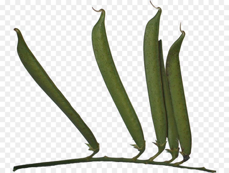 Haricots Verts，Légumineuse PNG