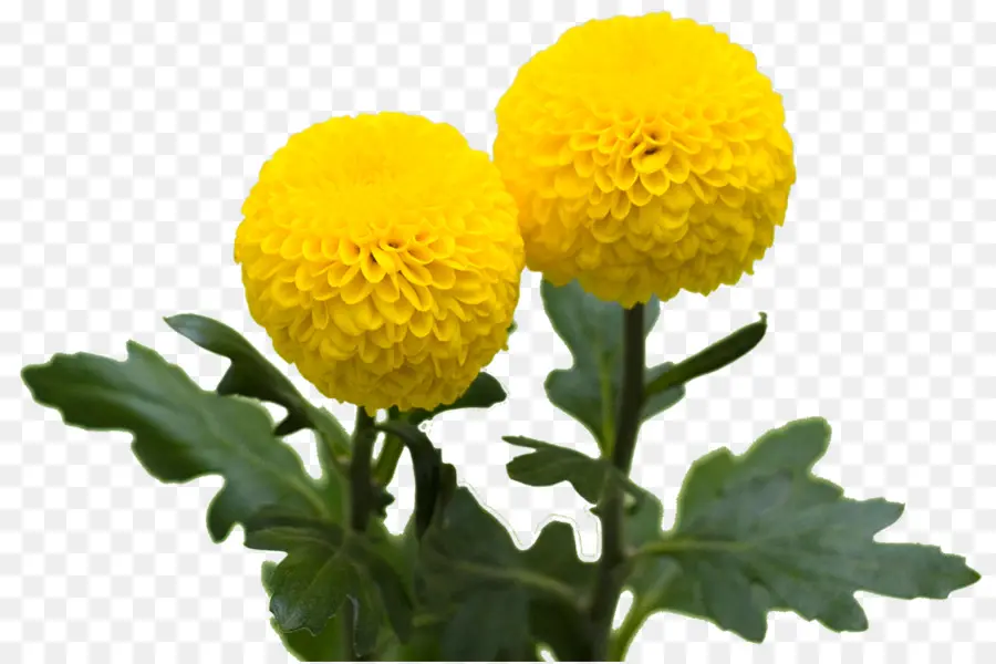 Fleurs Jaunes，Fleurir PNG