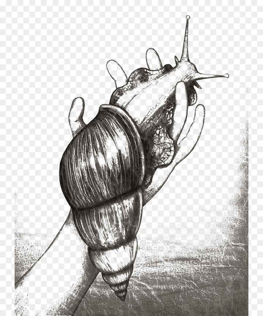 Escargot，Orthogastropoda PNG