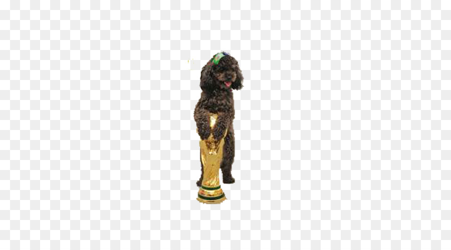 Boykin Spaniel，Prix PNG