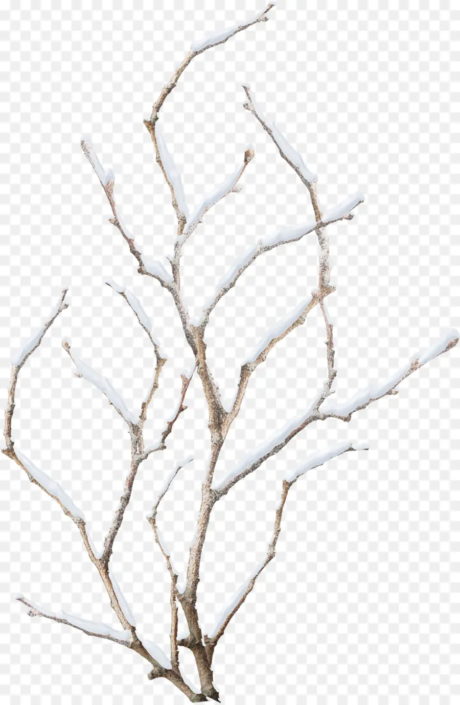 Branche Enneigée，Hiver PNG