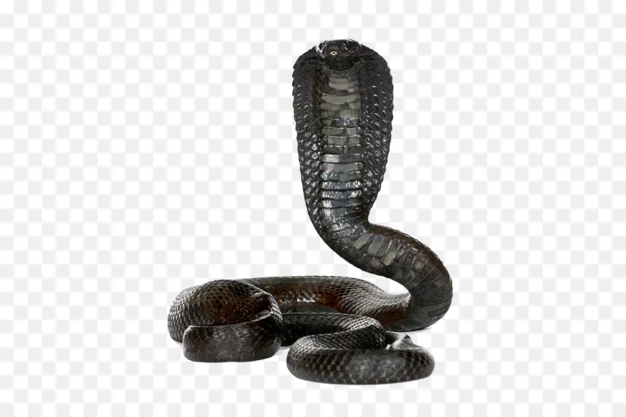Serpent，Fête De Donner PNG
