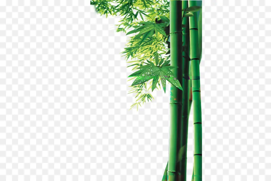 Bambou，Bamboe PNG
