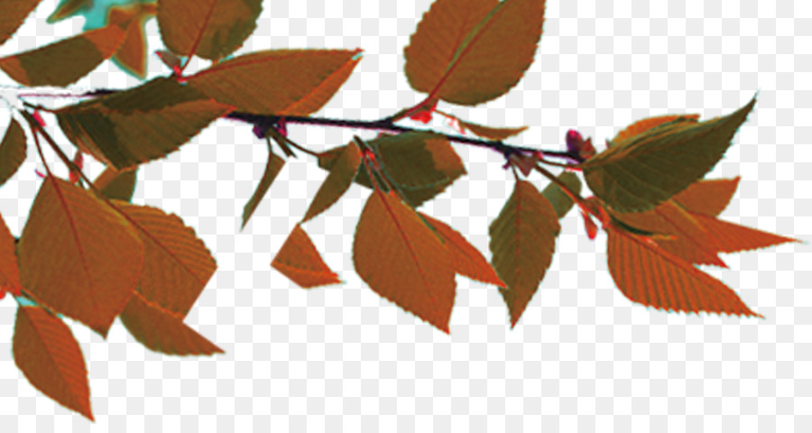 Feuilles，Bifurquer PNG