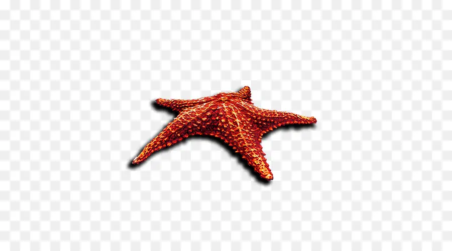 Albom，étoile De Mer PNG