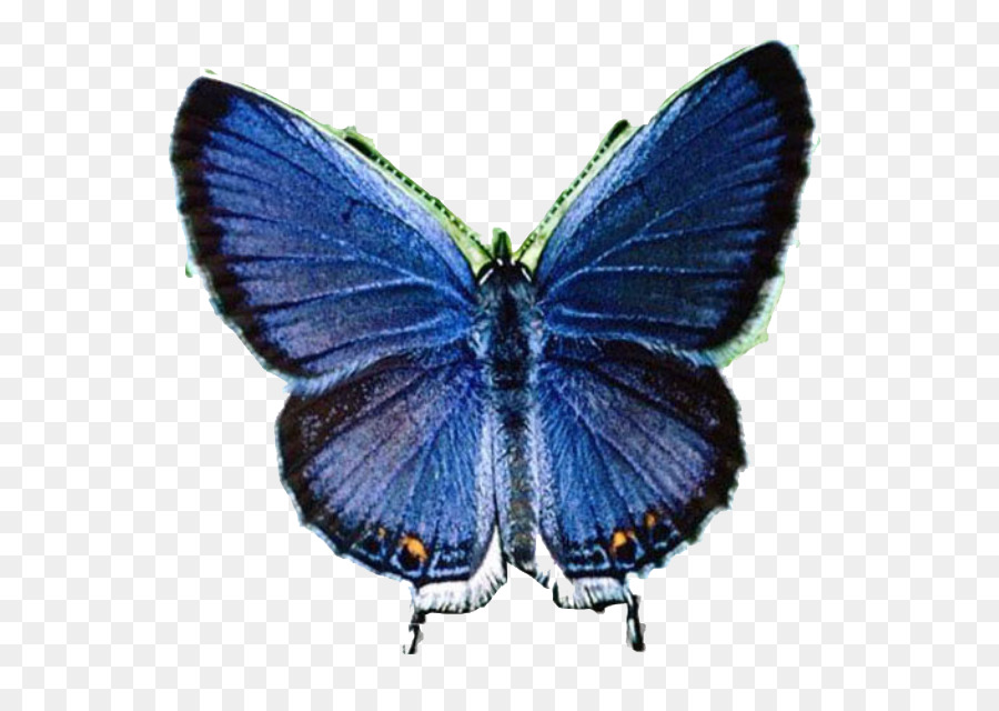 Papillon Bleu，Insecte PNG