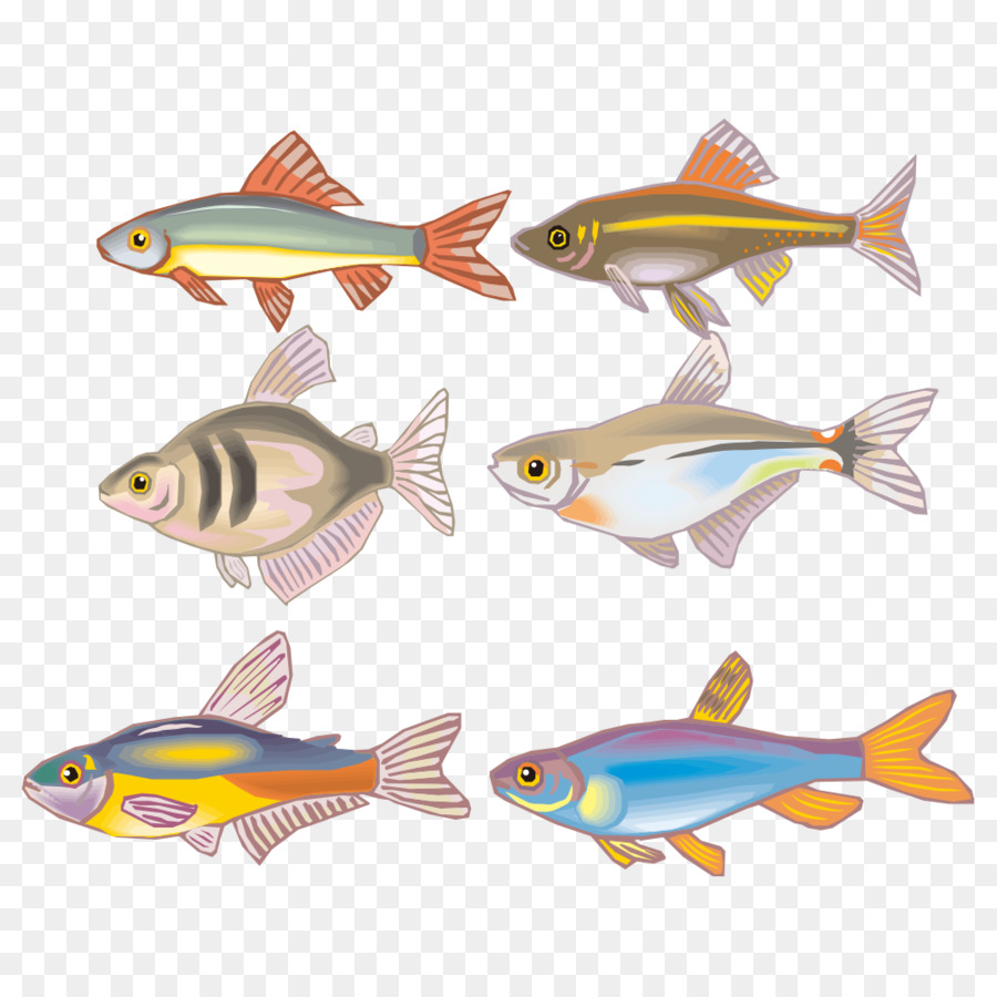 Poisson Coloré，Aquatique PNG