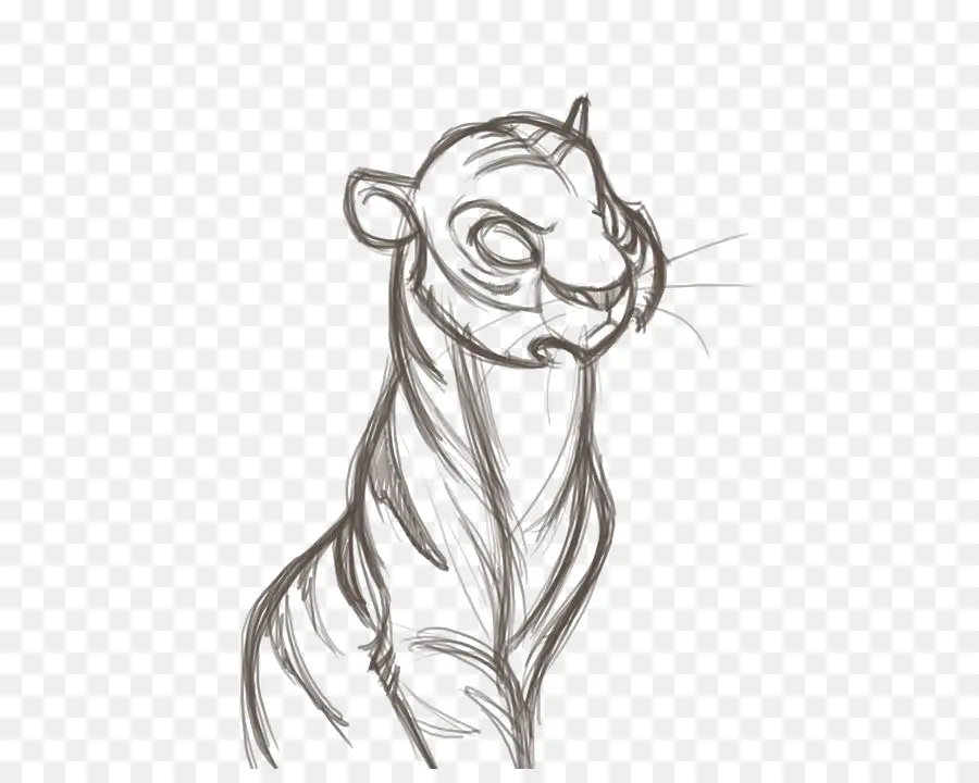 Croquis De Tigre，Animal PNG