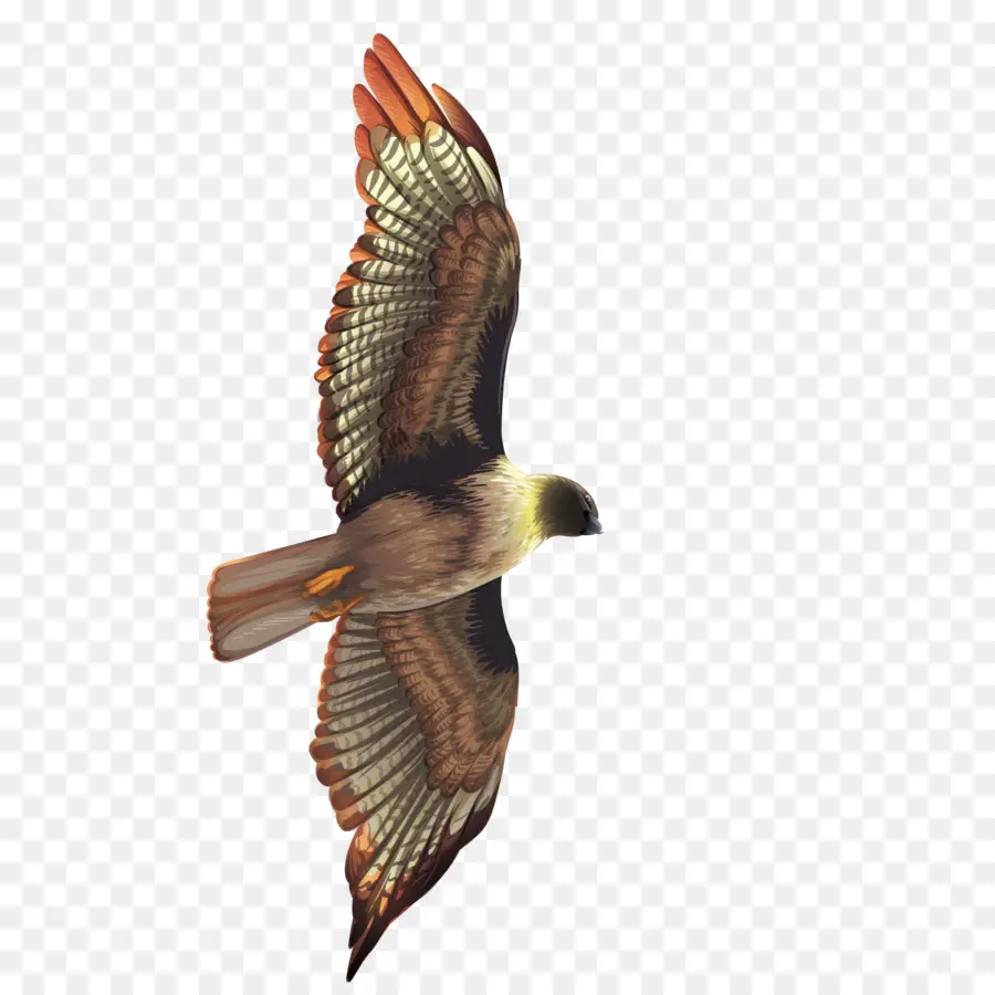 Oiseau，Ailes PNG