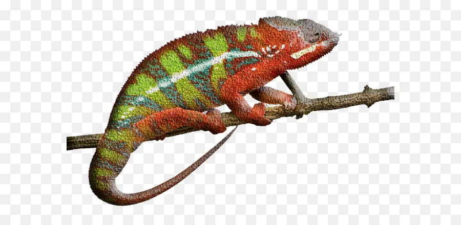 Caméléon，Reptile PNG