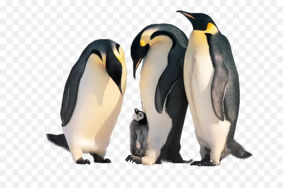 Pingouin，Chaton PNG
