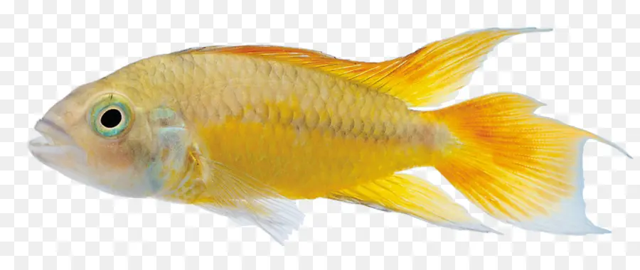 Poissons Tropicaux，Aquatique PNG