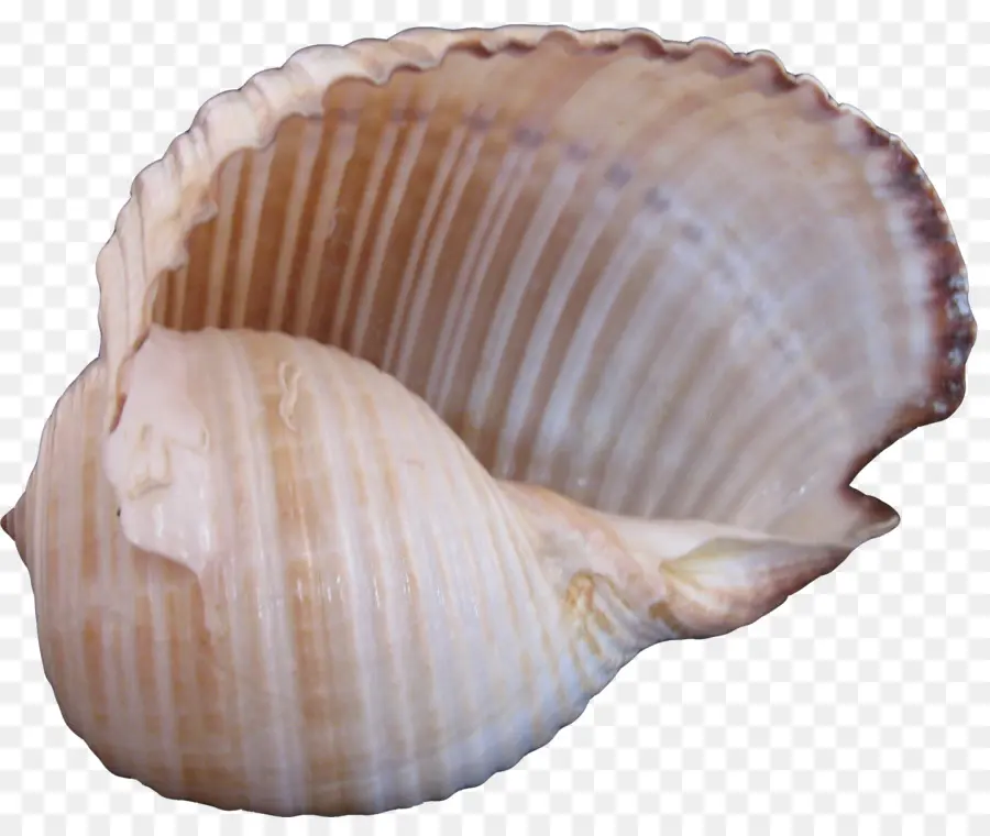 Coquille De Conque，Coquillage PNG