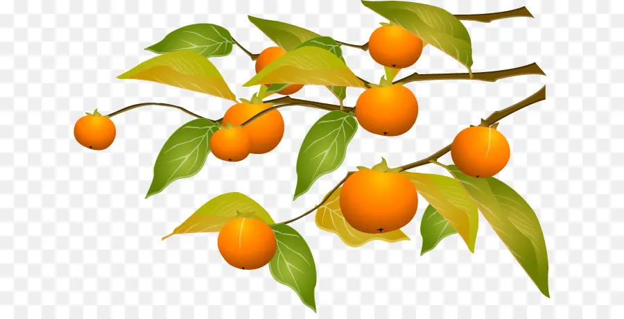 Kumquat，Kaki PNG