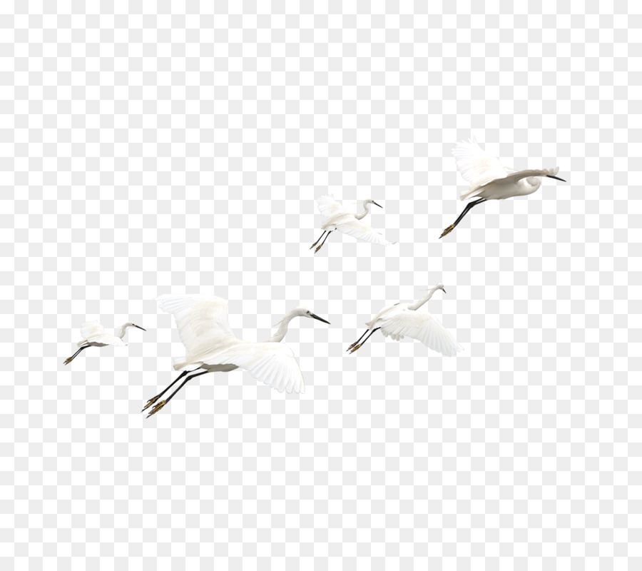 Oiseau，Blanc PNG