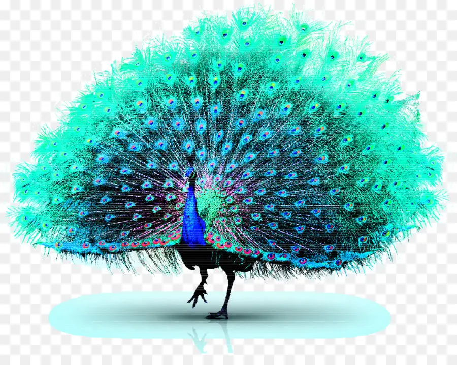 Paon，Plumes PNG