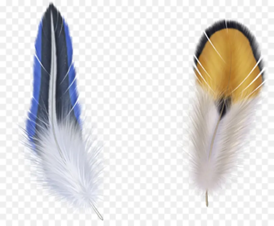 Plumes Bleues Et Jaunes，Oiseau PNG