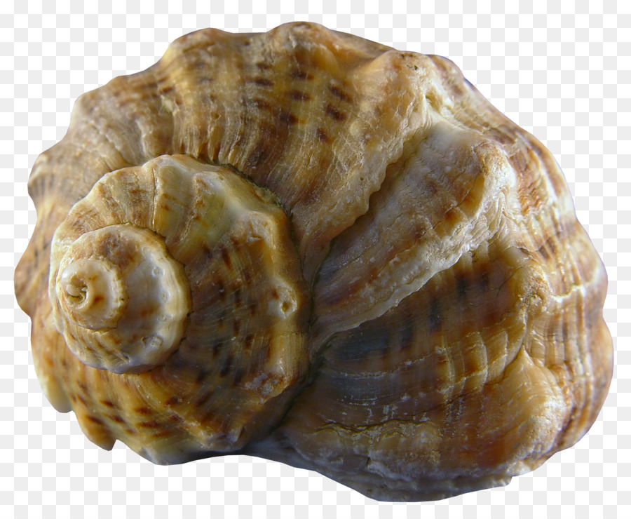 Coquille De Conque，Mer PNG