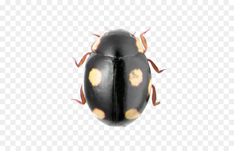 Coccinelle Noire，Taches PNG