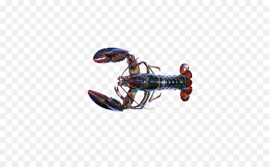 Homard，Fruit De Mer PNG