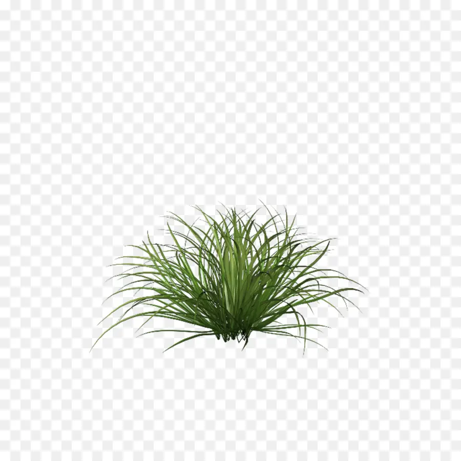 Plante Verte，Feuilles PNG