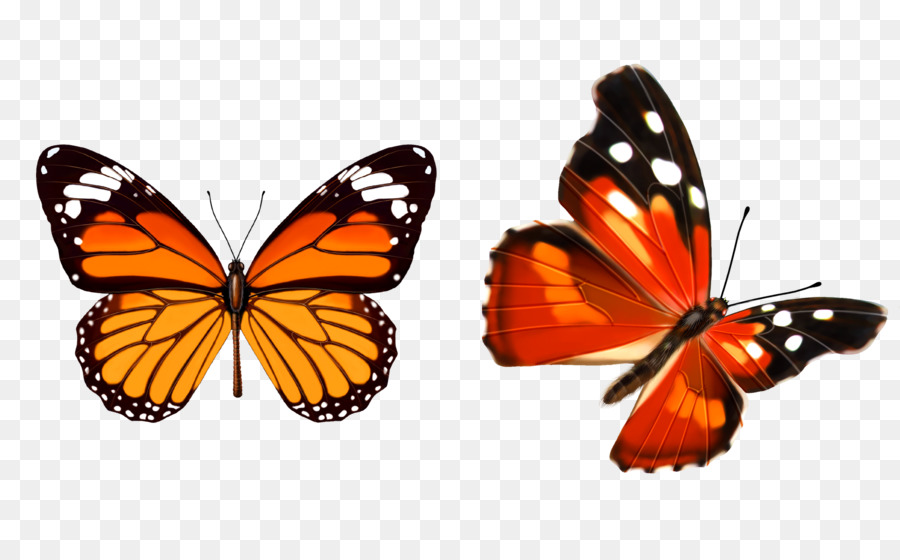 Papillons，Insectes PNG