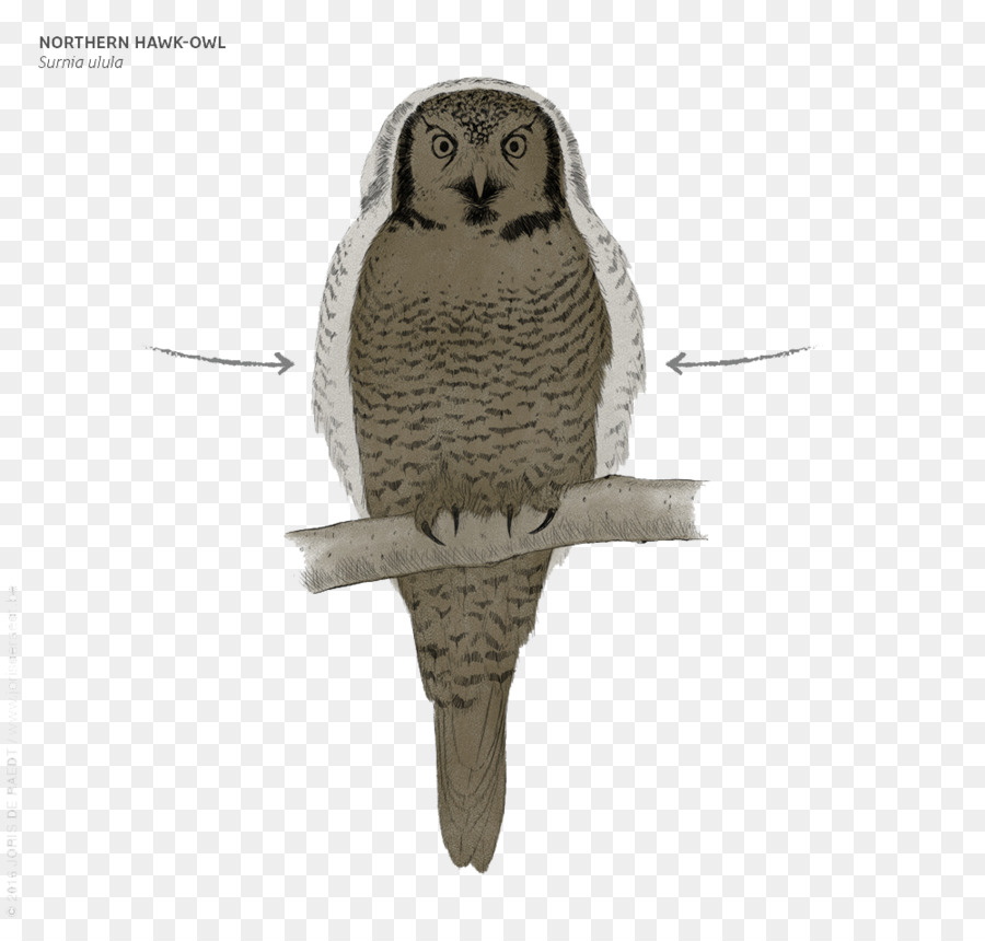 Chouette，Grand Hibou Gris PNG