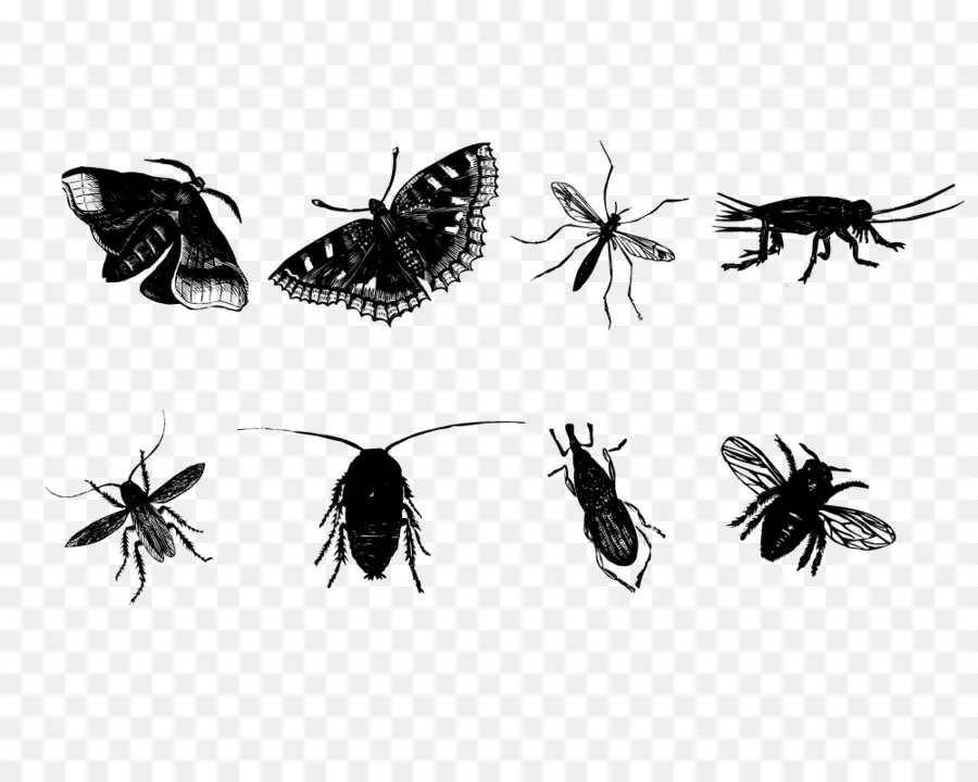 Insectes，Créatures PNG