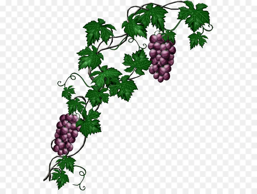 Vigne，Fruit PNG