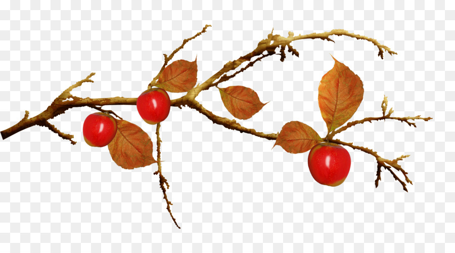 Branche De Cerisier，Fruit PNG