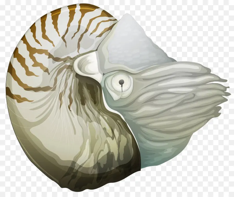 Nautile，Coquille PNG