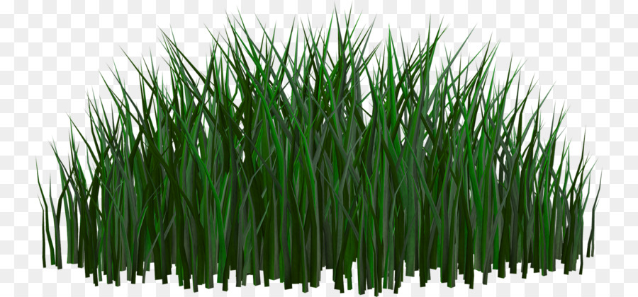 Herbe Verte，Nature PNG