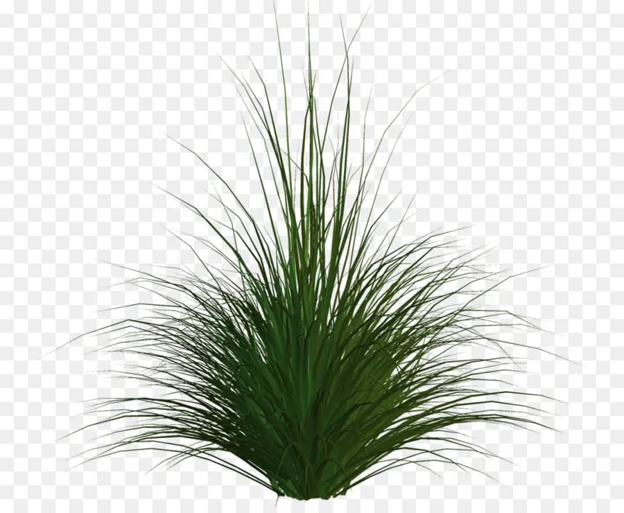 Herbe Verte，Pelouse PNG